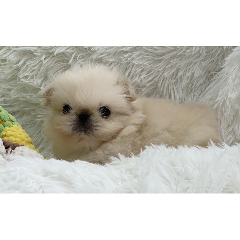 販売中の大分県のペキニーズ-448342の5枚目