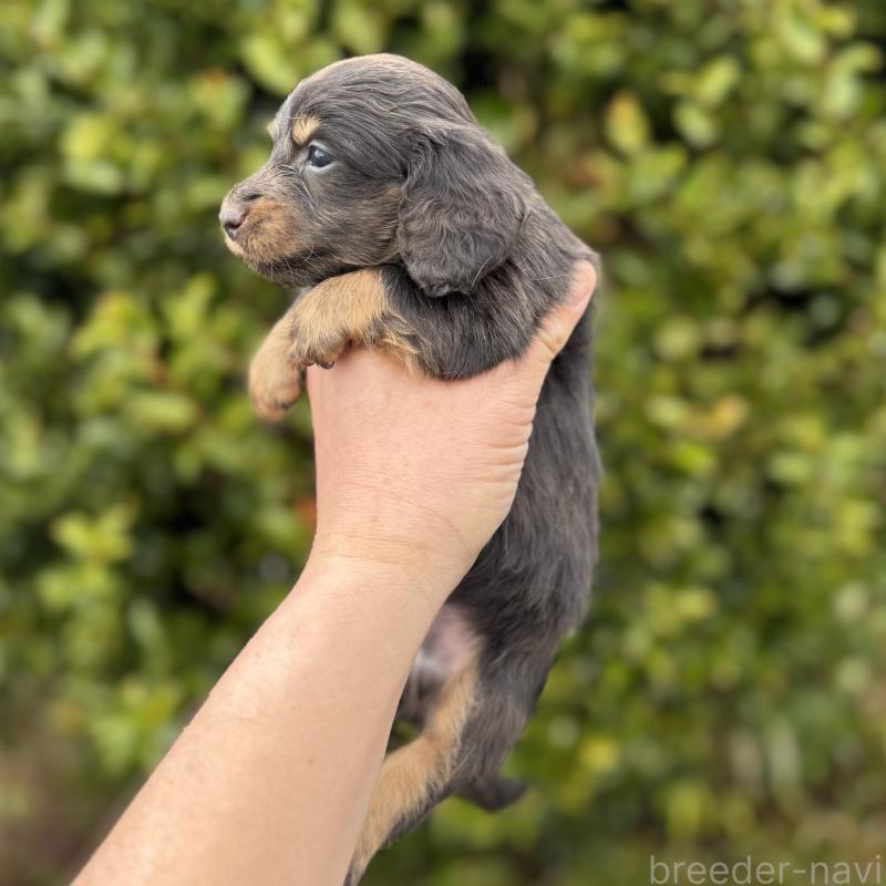 販売中の福岡県のミニチュアダックスフンド(ロングヘアード)-448344の4枚目