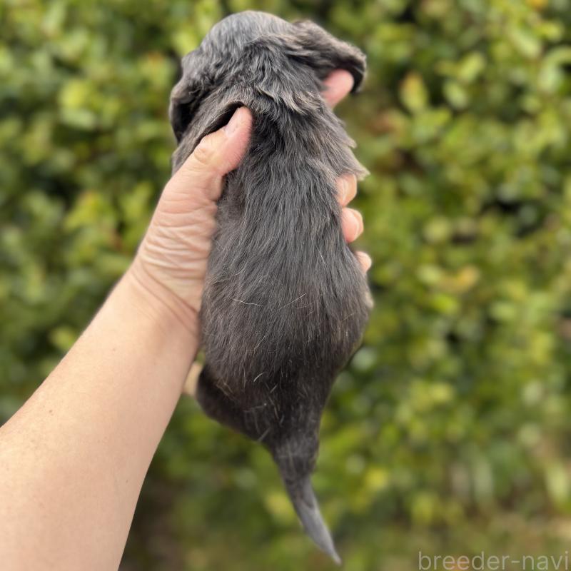 販売中の福岡県のミニチュアダックスフンド(ロングヘアード)-448344の3枚目