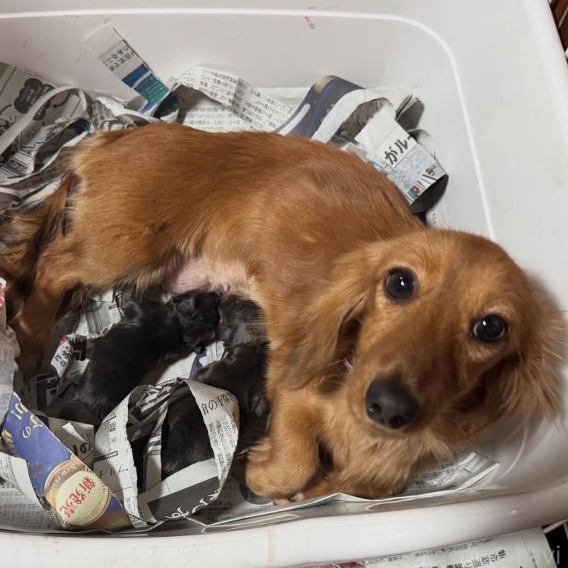 ビヨンセちゃん1枚目