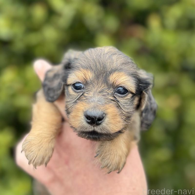 販売中の福岡県のミニチュアダックスフンド(ロングヘアード)-448345の1枚目