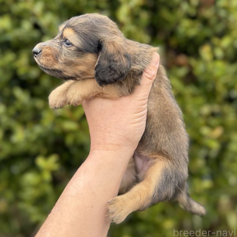 販売中の福岡県のミニチュアダックスフンド(ロングヘアード)-448345の4枚目