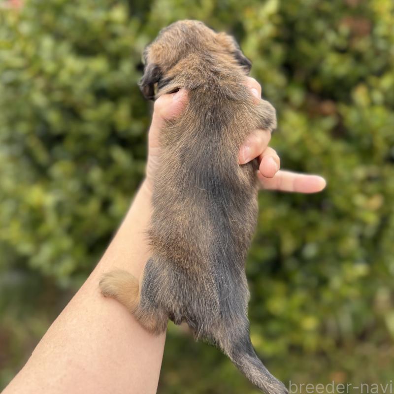 販売中の福岡県のミニチュアダックスフンド(ロングヘアード)-448345の3枚目