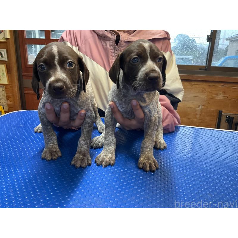 販売中の千葉県のジャーマンポインター-448346の2枚目