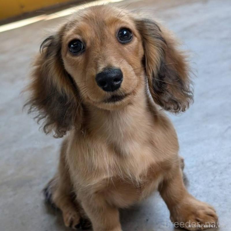 ビヨンセちゃん1枚目