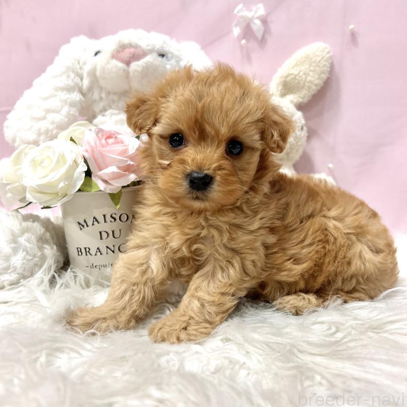 販売中の栃木県のミックス犬-448529