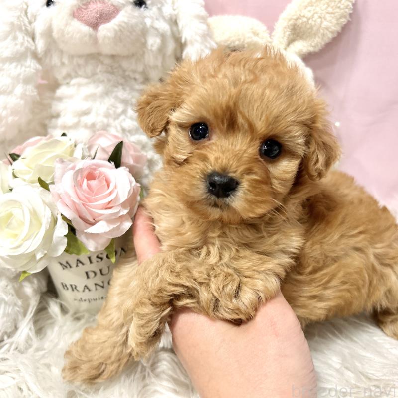 販売中の栃木県のミックス犬-448529の7枚目