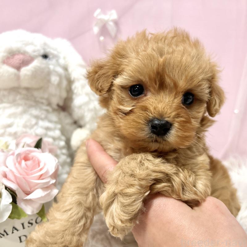 販売中の栃木県のミックス犬-448529の6枚目