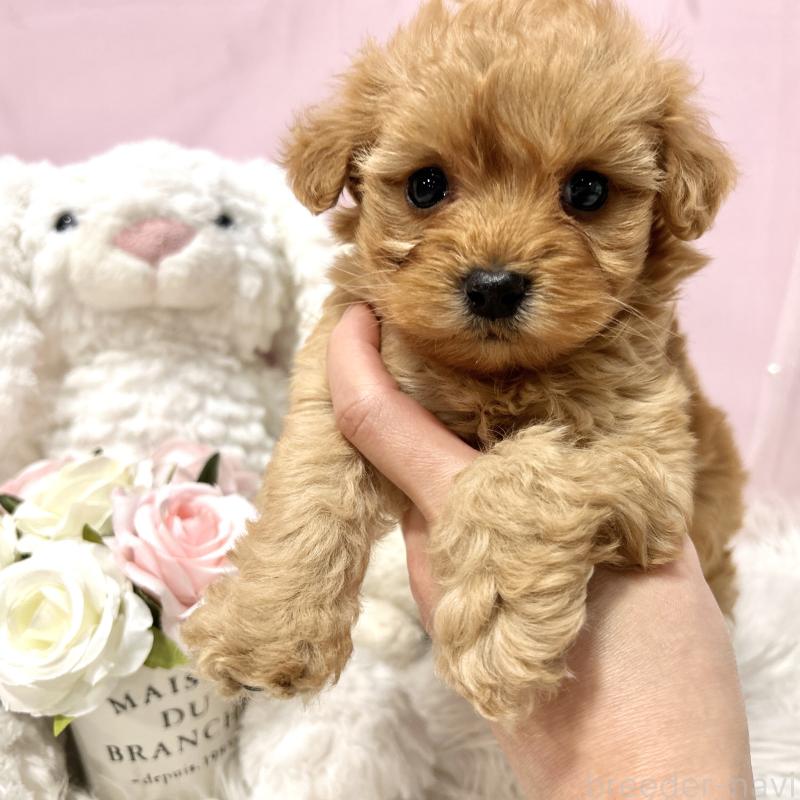 販売中の栃木県のミックス犬-448529の5枚目