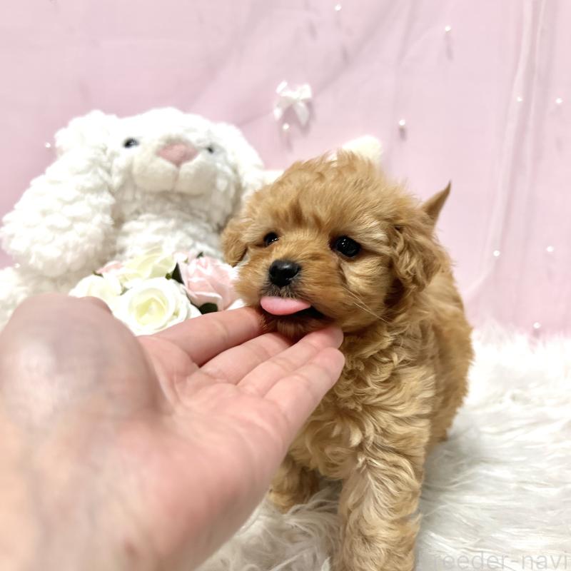 販売中の栃木県のミックス犬-448529の4枚目