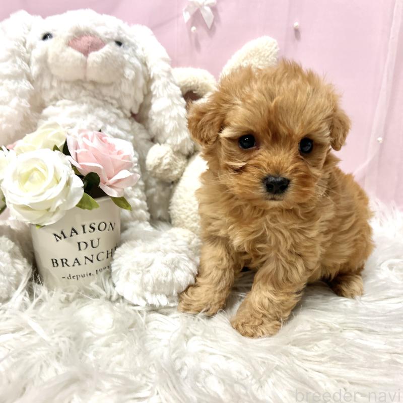 販売中の栃木県のミックス犬-448529の3枚目