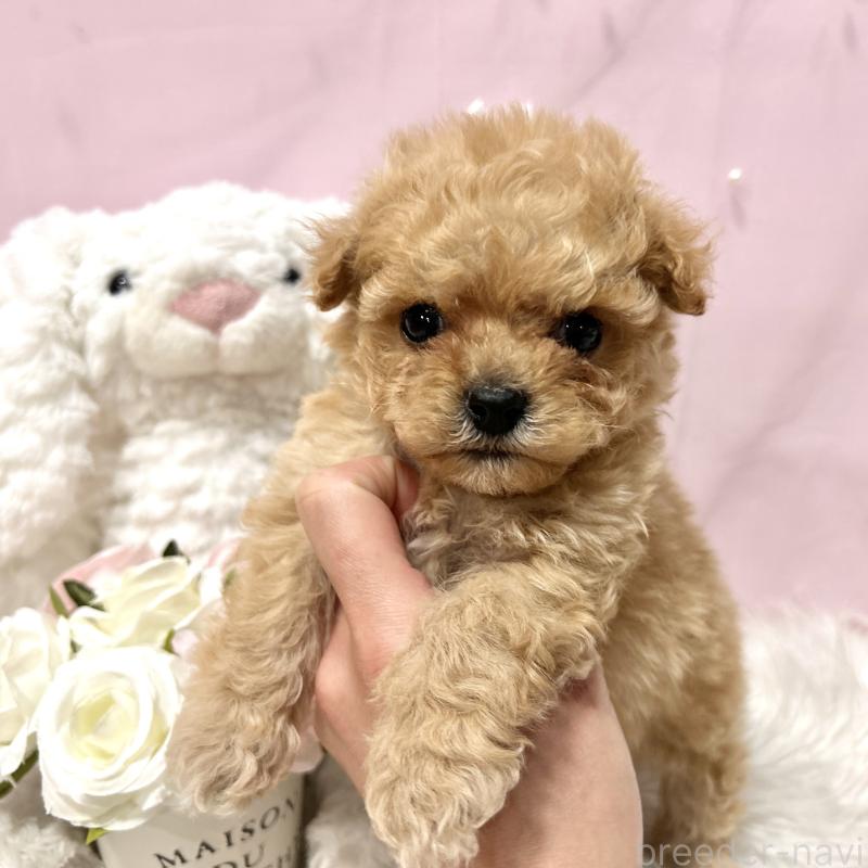 販売中の栃木県のミックス犬-448531