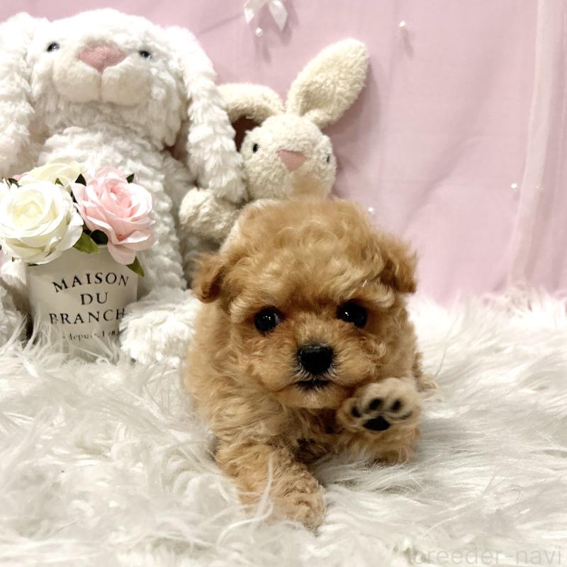 販売中の栃木県のミックス犬-448531の9枚目