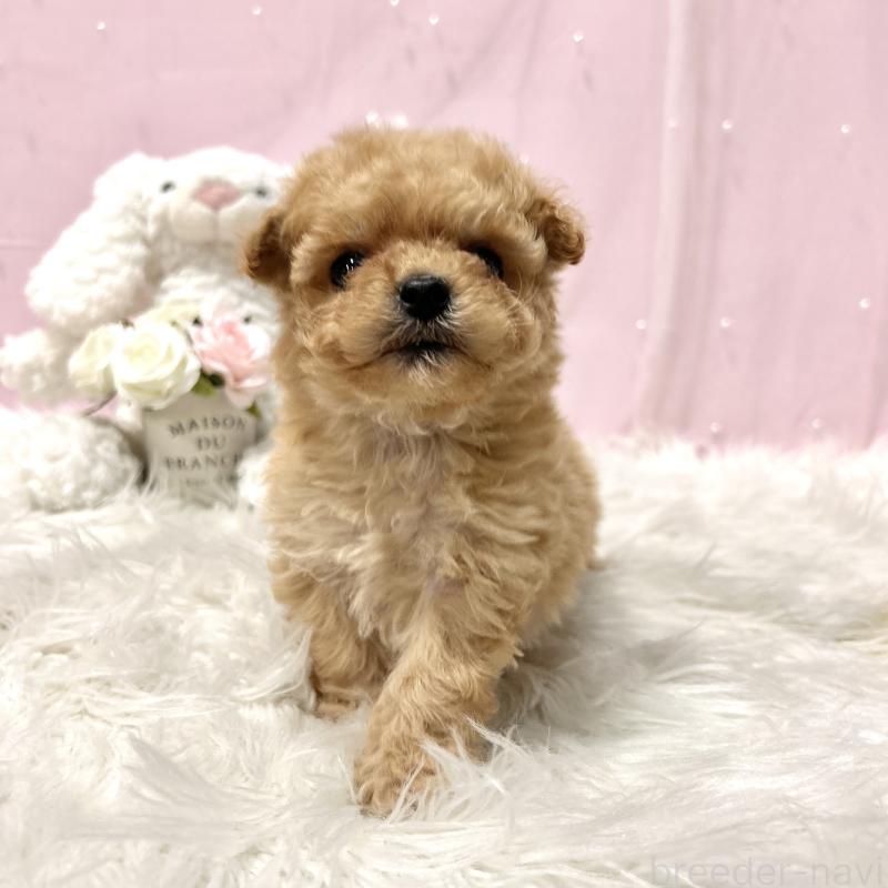 販売中の栃木県のミックス犬-448531の8枚目