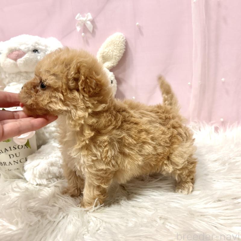 販売中の栃木県のミックス犬-448531の6枚目