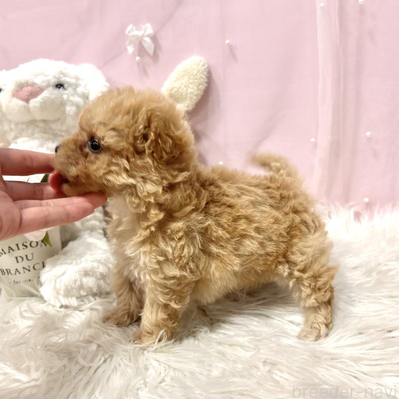 販売中の栃木県のミックス犬-448531の5枚目