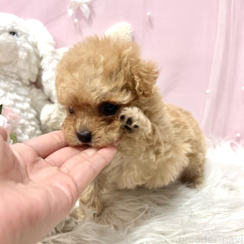 販売中の栃木県のミックス犬-448531の4枚目