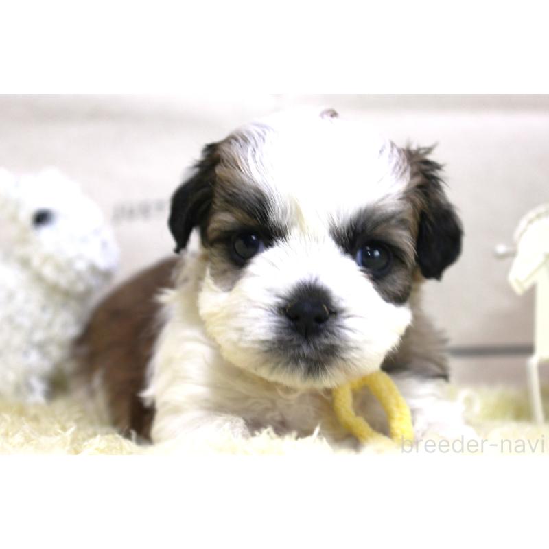 販売中の福岡県のミックス犬-448532の2枚目