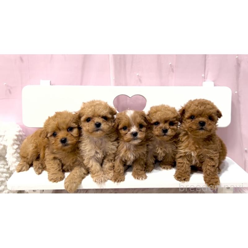 販売中の栃木県のミックス犬-448533の11枚目