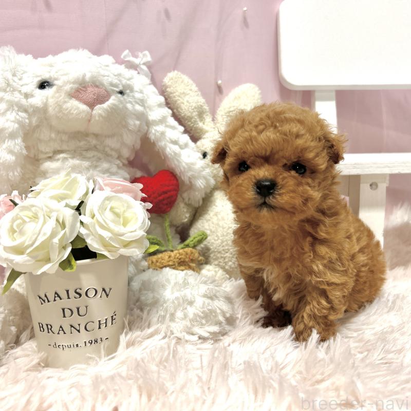 販売中の栃木県のミックス犬-448533の9枚目