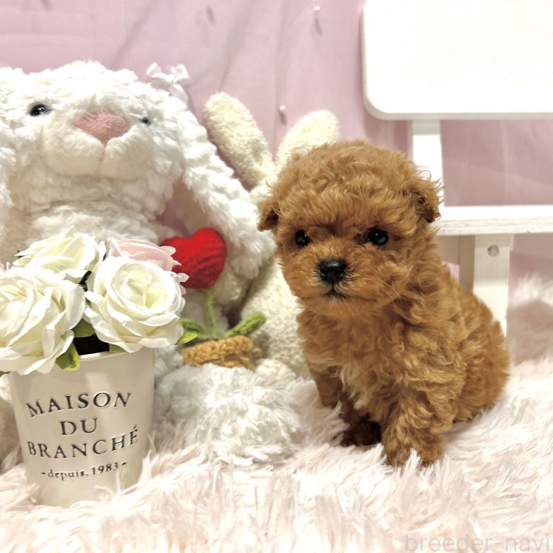 販売中の栃木県のミックス犬-448533の8枚目