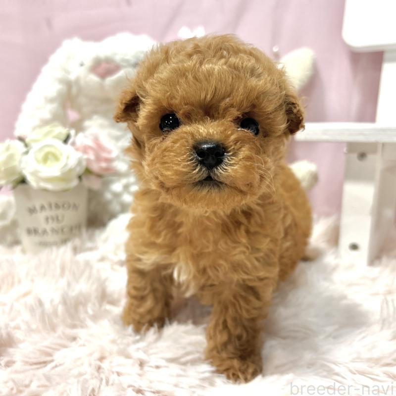 販売中の栃木県のミックス犬-448533の7枚目