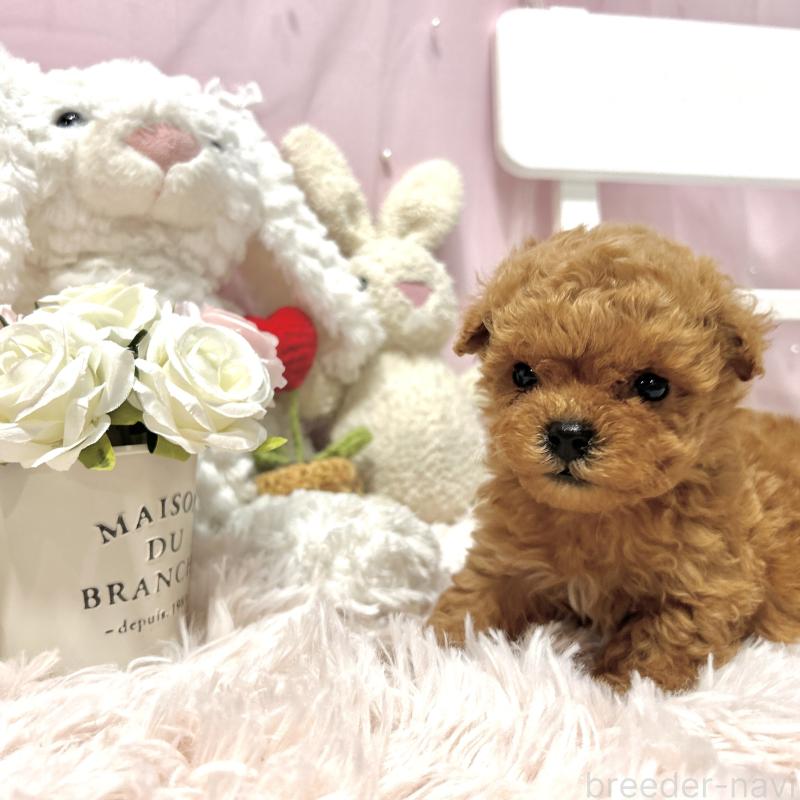 販売中の栃木県のミックス犬-448533の6枚目