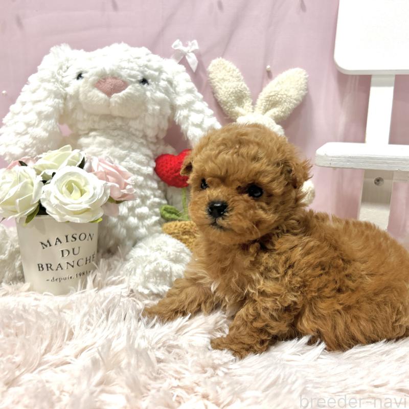 販売中の栃木県のミックス犬-448533の5枚目