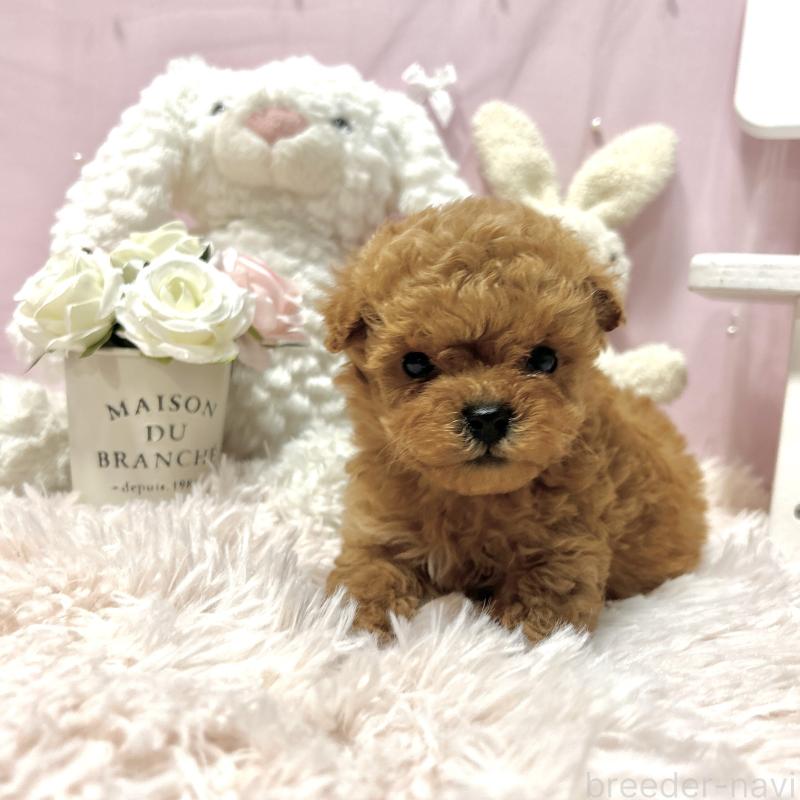 販売中の栃木県のミックス犬-448533の4枚目