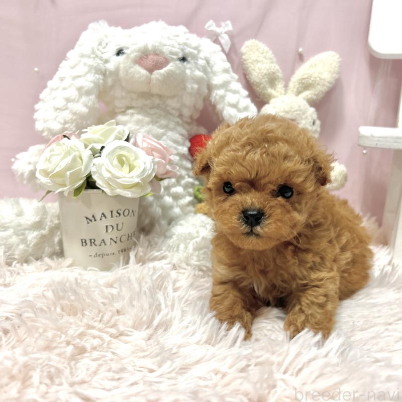 販売中の栃木県のミックス犬-448533の3枚目