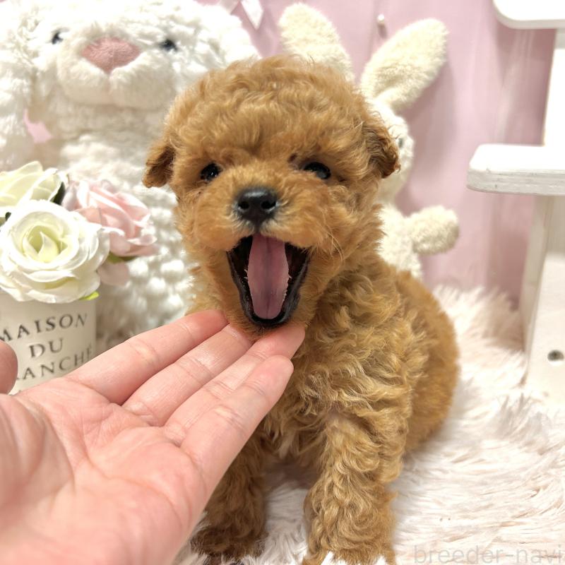 販売中の栃木県のミックス犬-448533の2枚目