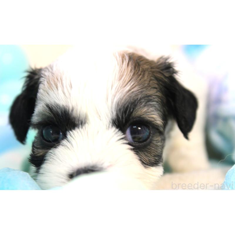 販売中の福岡県のミックス犬-448534の4枚目