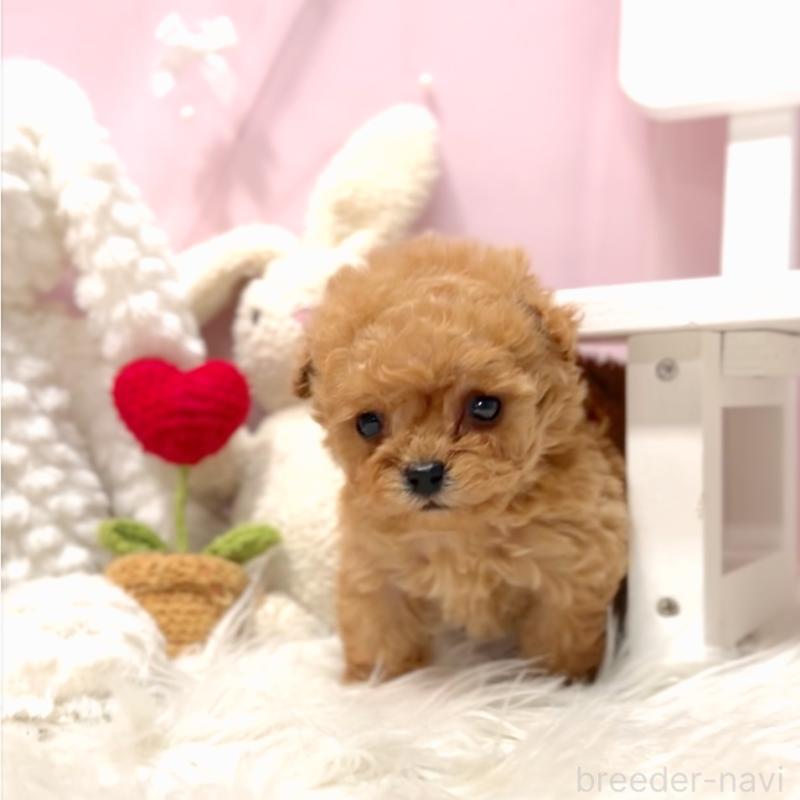 販売中の栃木県のミックス犬-448535の11枚目