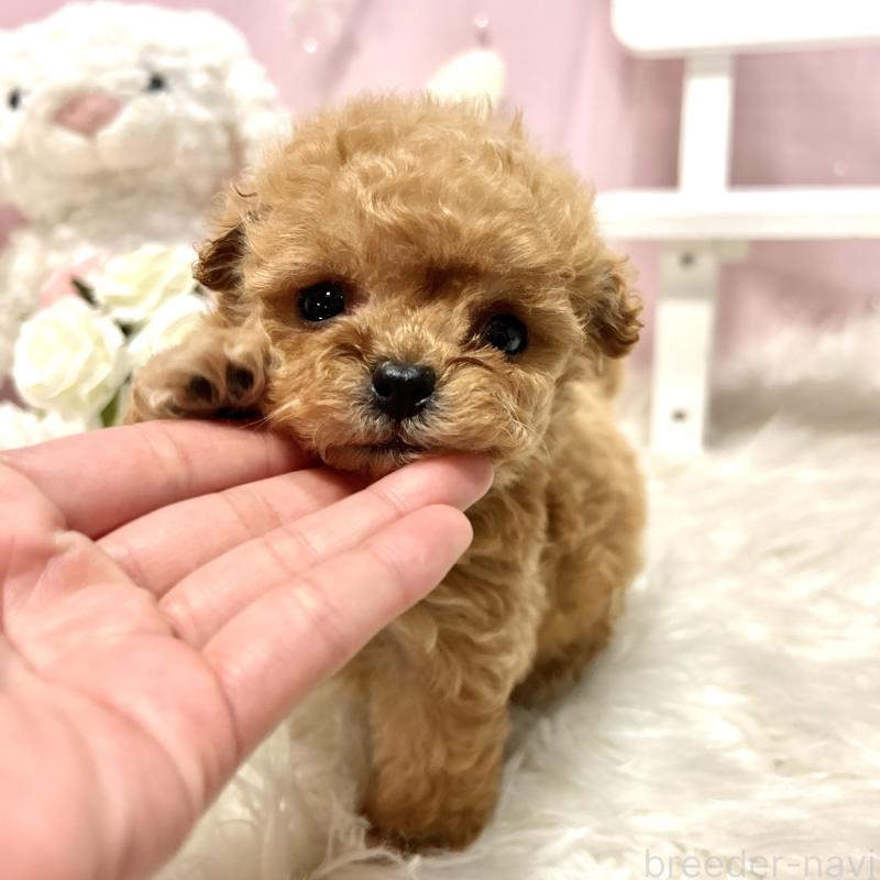 販売中の栃木県のミックス犬-448535