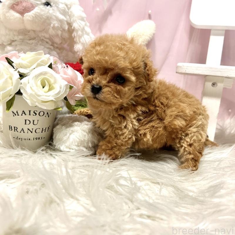 販売中の栃木県のミックス犬-448535の10枚目