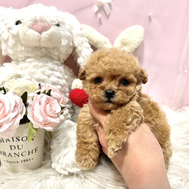 販売中の栃木県のミックス犬-448535の9枚目