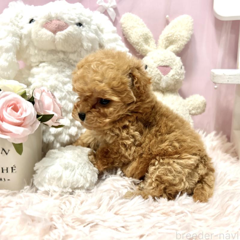 販売中の栃木県のミックス犬-448535の8枚目