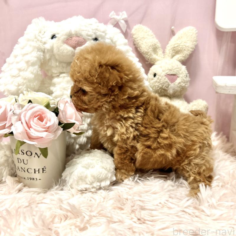 販売中の栃木県のミックス犬-448535の7枚目