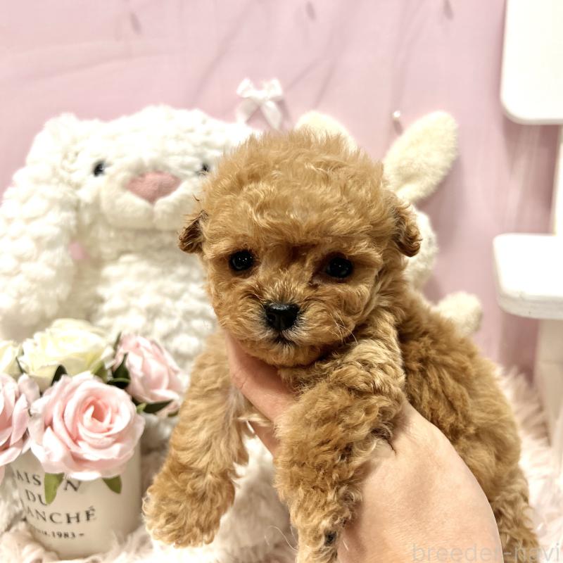 販売中の栃木県のミックス犬-448535の6枚目