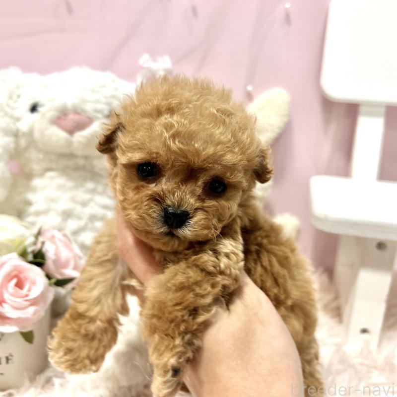 販売中の栃木県のミックス犬-448535の5枚目