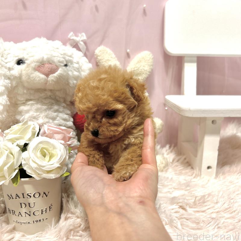 販売中の栃木県のミックス犬-448535の4枚目