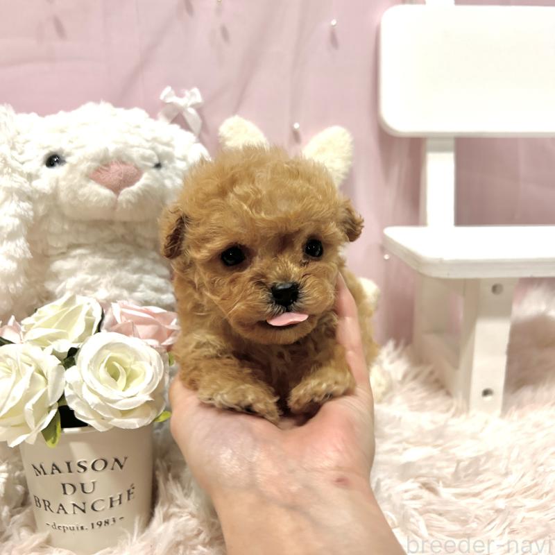 販売中の栃木県のミックス犬-448535の3枚目