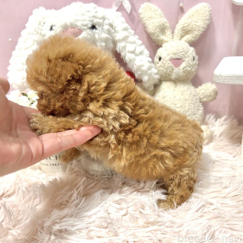 販売中の栃木県のミックス犬-448535の2枚目