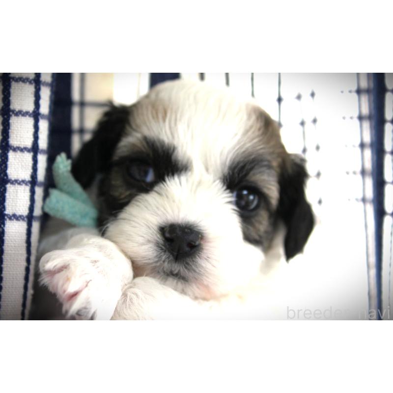 販売中の福岡県のミックス犬-448534の3枚目