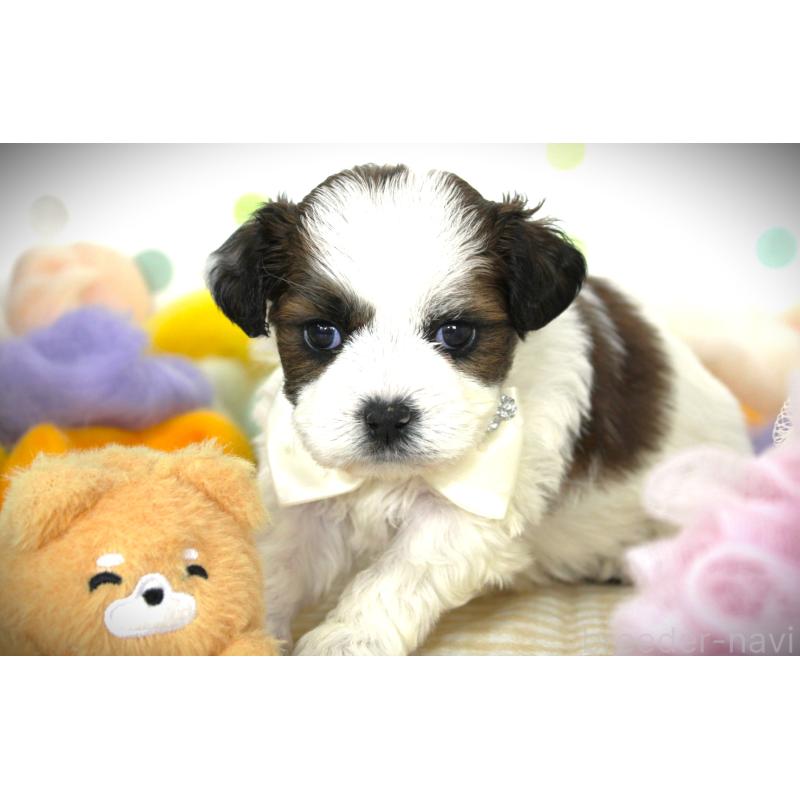 販売中の福岡県のミックス犬-448536の4枚目