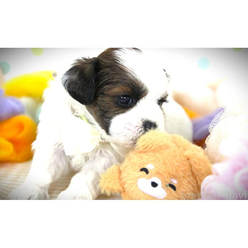 販売中の福岡県のミックス犬-448536の3枚目