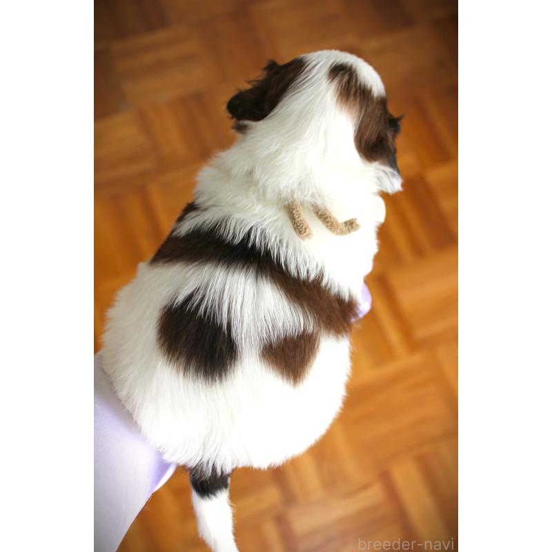 販売中の福岡県のミックス犬-448536の2枚目