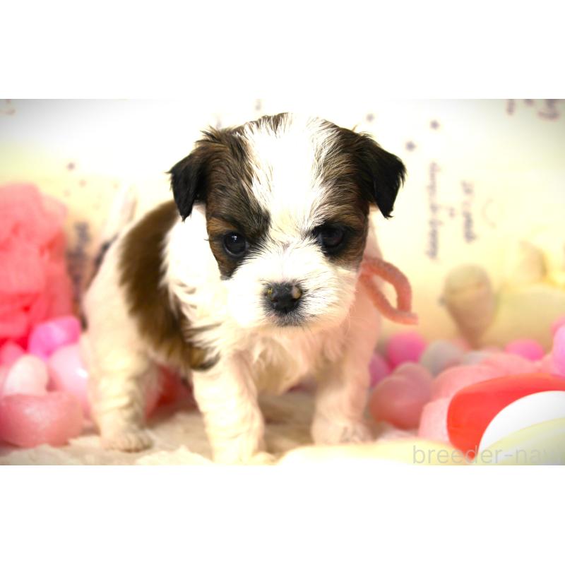 商談中の福岡県のミックス犬-448537の2枚目