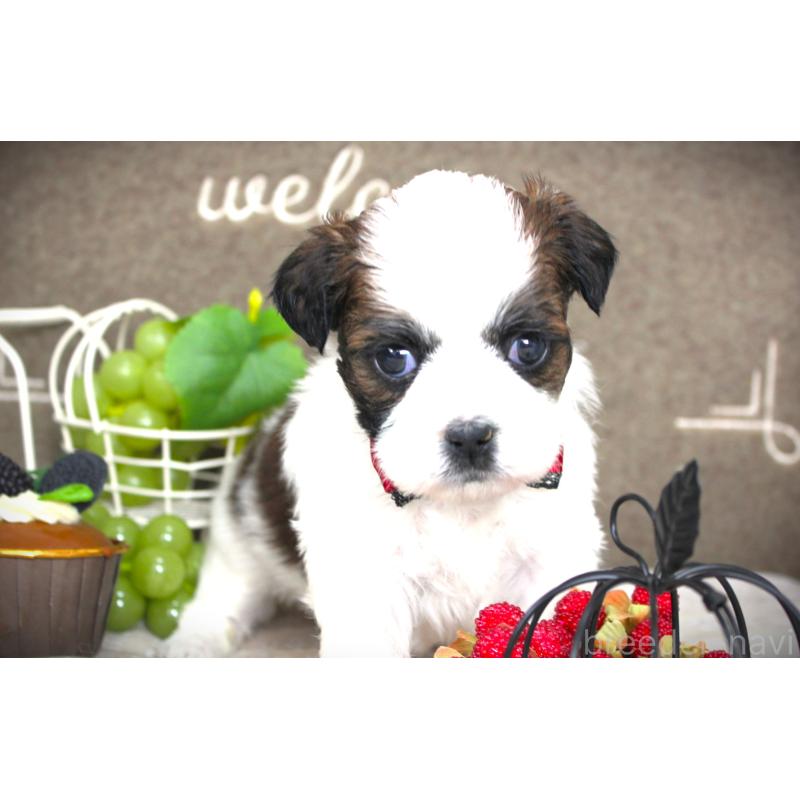 成約済の福岡県のミックス犬-448538の4枚目