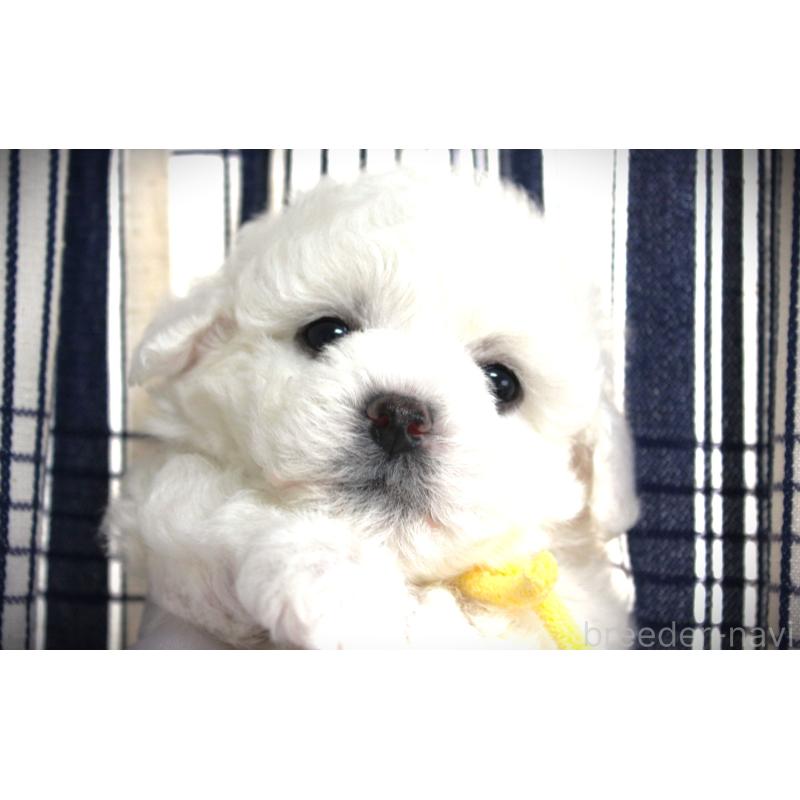 販売中の福岡県のビションフリーゼ-448539の5枚目